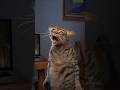 Horror Movie Cat Cliché
