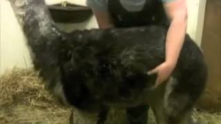 Assessing Your Camelid Before You Call Your Veterinarian