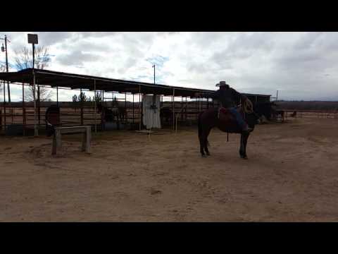 Ranch Roping- Back Hand hip shot