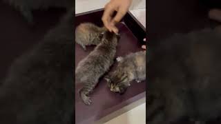 Other Cats Videos