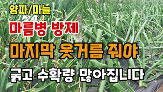 양파/마늘 마지막 웃거름추비 주고 마름병 방제 꼭 해야 실패 없이 굵고 수확량 많아집니다.