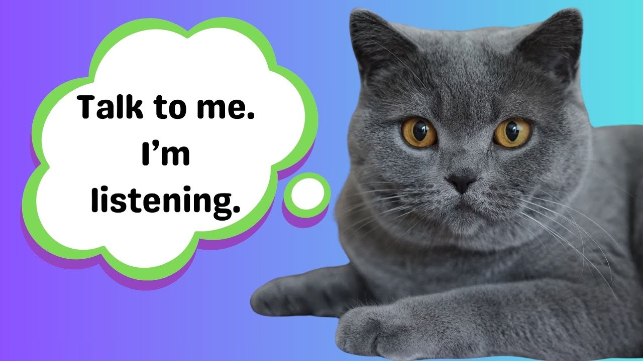 What Do Cats Really Think When We Talk To Them? | Feline Behavior Explained