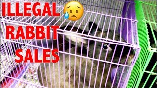 RESCUING BABY BUNNIES BEING ILLEGALLY SOLD 😭