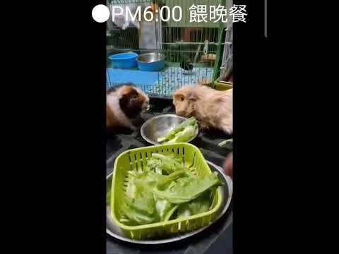 被天竺鼠統治的世界-第二屆金腳印獎『毛孩鏡勾追』活動