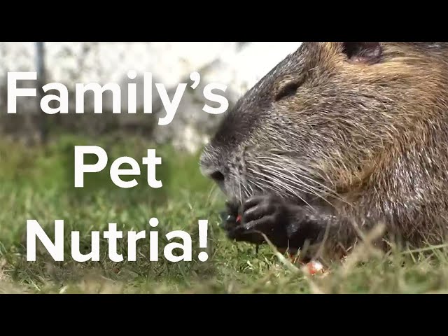 What is a pet nutria rat? Louisiana couple given permit to keep 22 ...