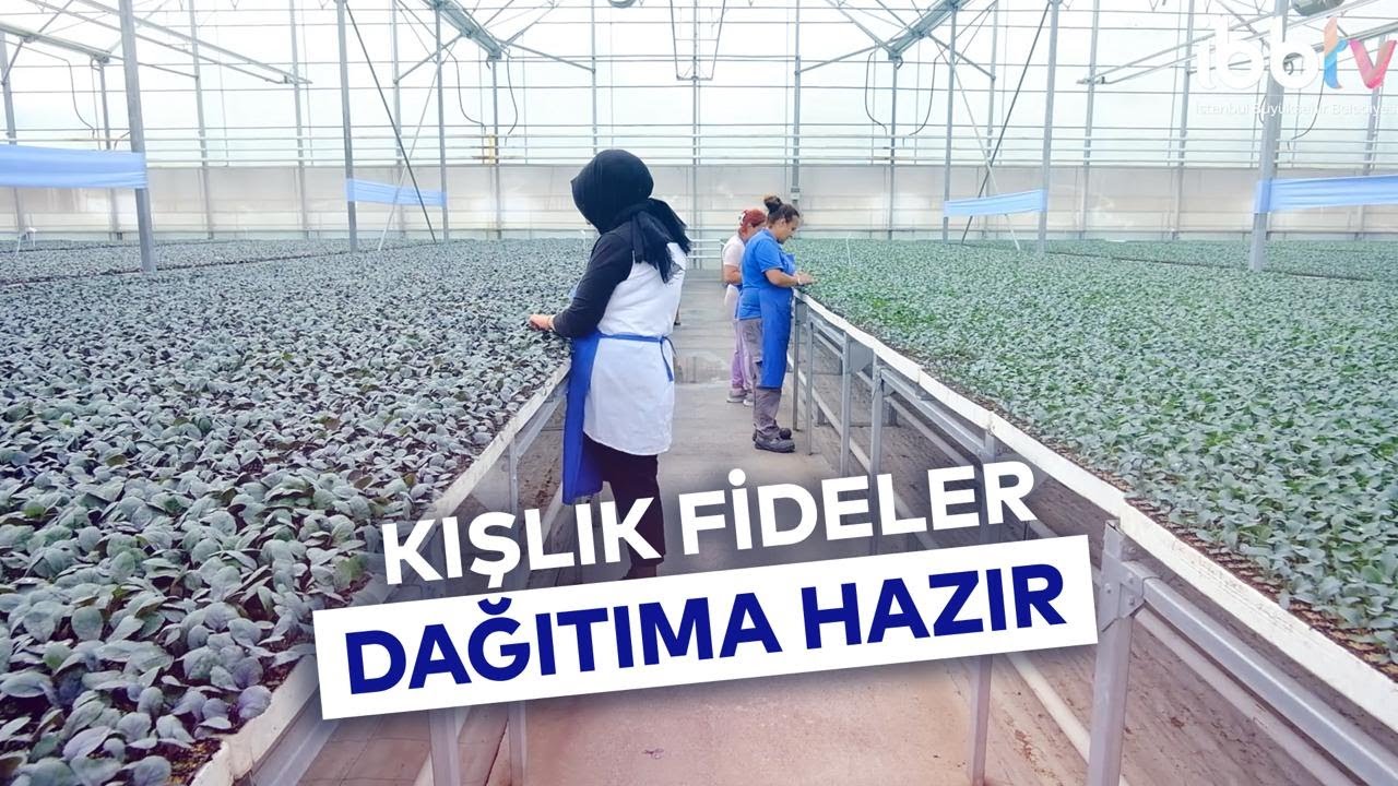 KIŞLIK FİDANLAR DAĞITIMA HAZIR