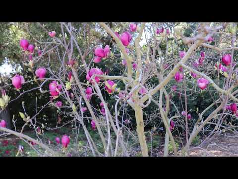 MVI 9349  The Huntington 3-13-2019(13 มีนา 2019)3