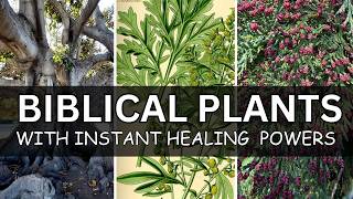 17 BIBLICAL PLANTS That Will Heal You INSTANTLY!!!
