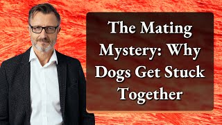 The Mating Mystery: Why Dogs Get Stuck Together