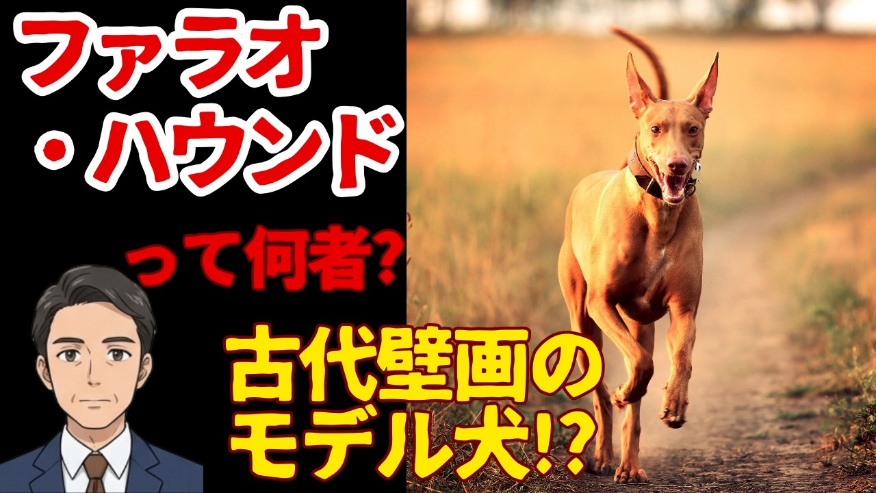 【ファラオ・ハウンド】砂漠を駆けた！神に仕えた古代犬!?