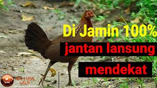 Download lagu 🔴suara pikat ayam hutan betina terbaru 2022 cocok buat nyanggong@MALLUSAWild mp3