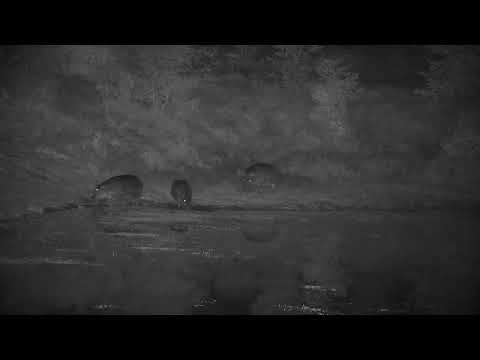 Djuma: Hippos returning to dam after quick grazing - 04:40 - 07/02/2022