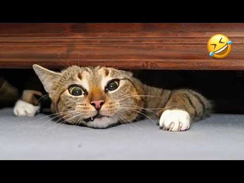 CRAZY Cats Doing The Impossible! 😹 Funny Cat videos 2025