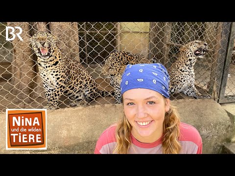 Der Indische Leopard geht um | Reportage für Kinder | Nina und die wilden Tiere | BR