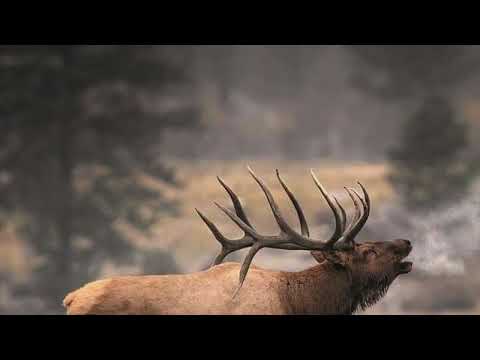 dwig - music for xxx x ELK (Rensen Edit)