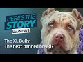 The XL Bully: The next dogs to become a banned breed? | ITV News