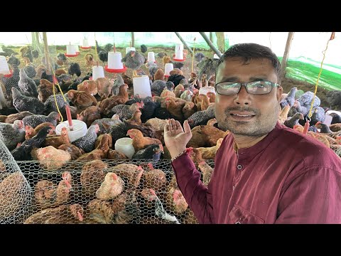 Kuroiler 4fg | kuroiler ffg | poultry business