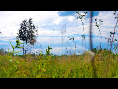 Soft wind in the meadow. Background sounds of nature, rustling grass, chirping birds, crickets.