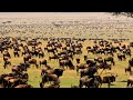 The Great Wildebeest Migration Lions And Crocs Are Waiting Nat Geo Documentary Full HD 1080p
