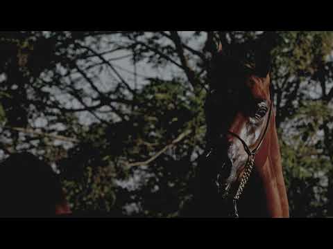 Rasheeb ( FA El Rasheem out of Eruobella K.A by QR Marc)