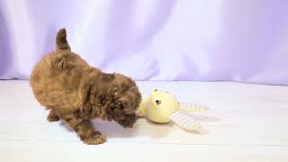 トイプードルの動画01