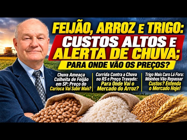 Feijão, Arroz  e Trigo: Custos Altos e Alerta de Chuva; Para Onde Vão os Preços?