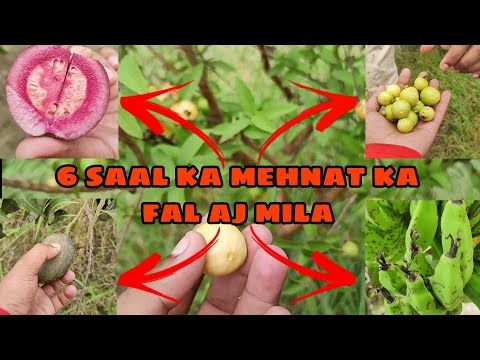 Chinese fruit 🍓🍑 (Gufran azmi vlogs)