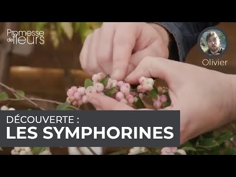 Découverte : les symphorines