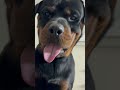 What A Beautiful Face Rottweiler Dog Funnyvideo Viral Trendingshorts Shorts Bramhanandam Pet