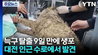 탈출 늑대 '늑구' 9일 만에 생포...건강 이상 없어 / YTN