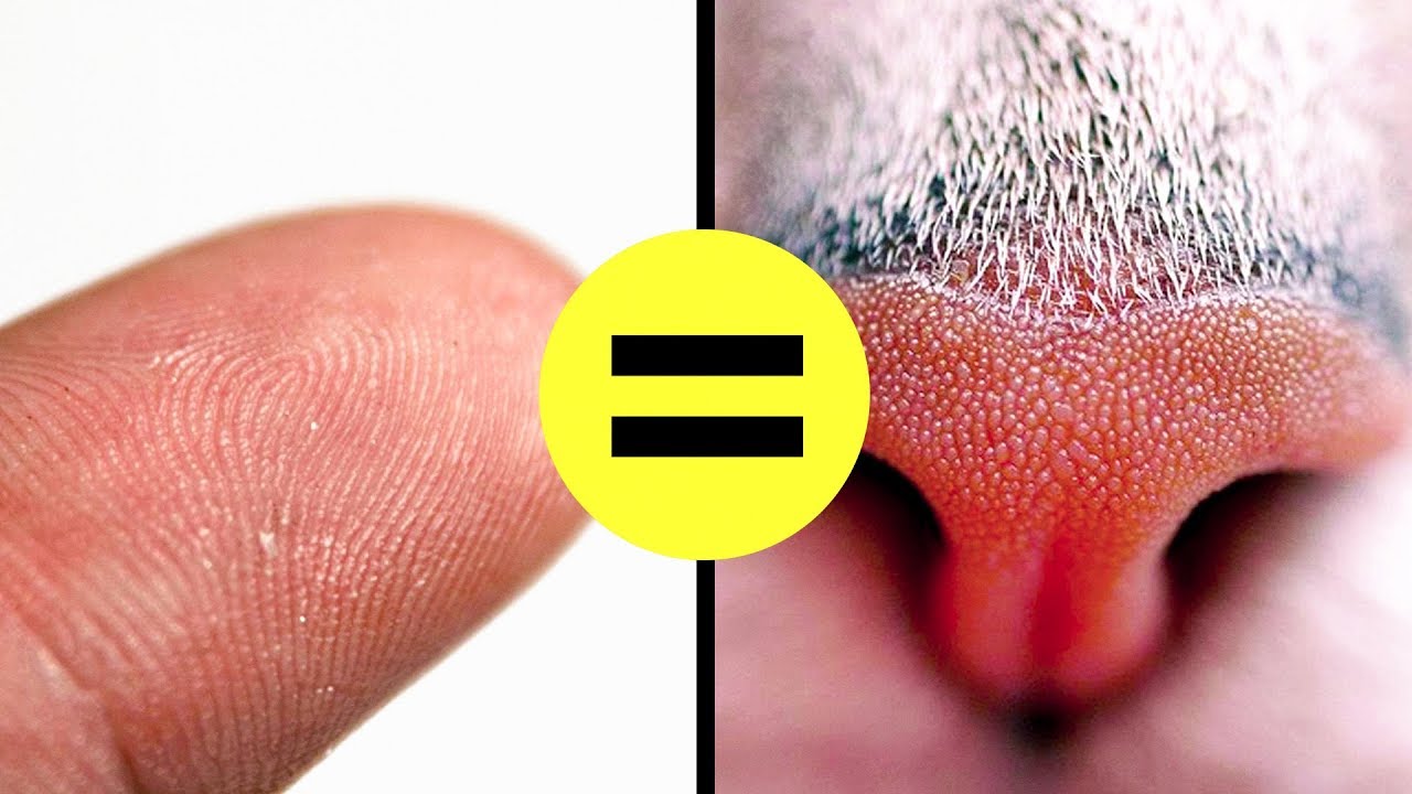 26 Fatos Sobre Gatos que Vão Fazer Com que Você os Ame