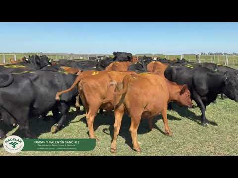 AGROCAS _ 32 VACAS para INVERNADA de 515 kg en CARLOS TEJEDOR, BUENOS AIRES 26-03-2026