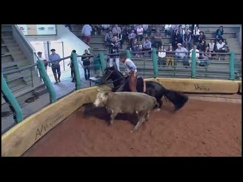Aberta de Esteio (RS) - 7º lugar fêmeas - Imediata 1465 Maufer (Prova: Mangueira II)