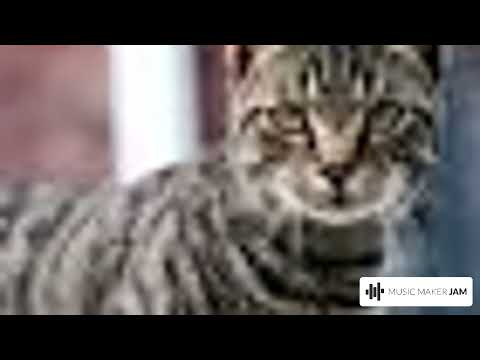 RAP ZONE.XYZ (Official Audio)