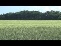 Футаж, поле пшеницы 