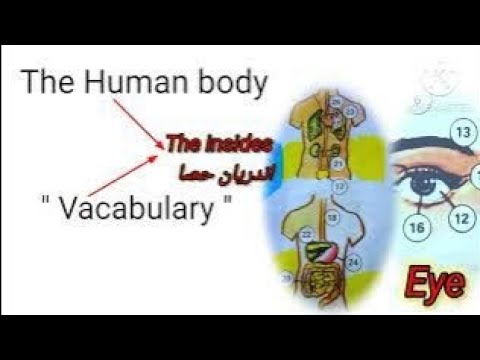 "The Human Body Vocabulary: Key Terms and Insights"