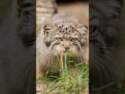 Not A House Cat #cat #animals