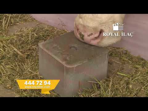 Соль-лизунец для дойных коров CALPHOS BLOCK 5 кг (ROYAL ILAC, Великобритания-Турция) - фото 1 - id-p2793542183