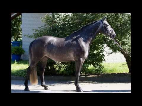 4j Wallach von Fairbanks x Davignon