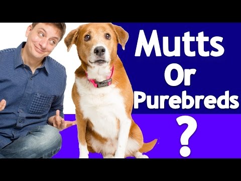 Which is better? Purebred or Mixed breeds? The Answer is in the DNA!