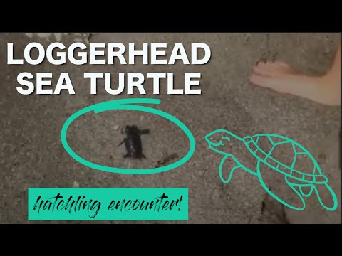 Loggerhead Turtle | Jupiter Florida | Realtor Nicole Stanbra and Family Encounter Adorable Hatchling