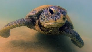 preview picture of video 'Green Turtle Encounter in Hikkaduwa Reef Gardens'