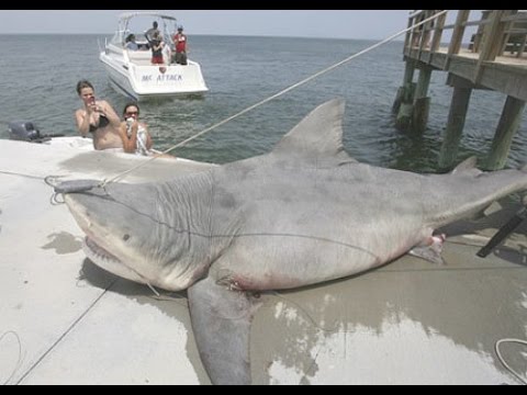 The 9 Biggest Sharks Ever Caught