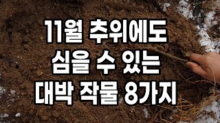 11월 추위에도 심을 수 있는 대박인 작물 8가지