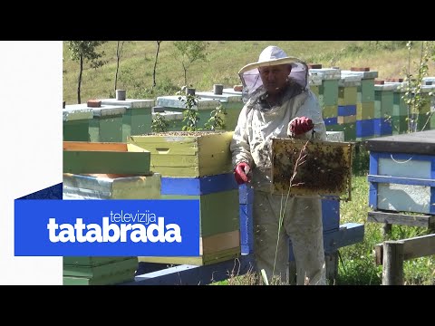 Zaljubljen je u pčele i svaki dan održava preko 140 košnica - tatabrada.tv