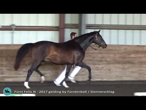 Fürst Felix - 3 year old gelding by Fürstenball