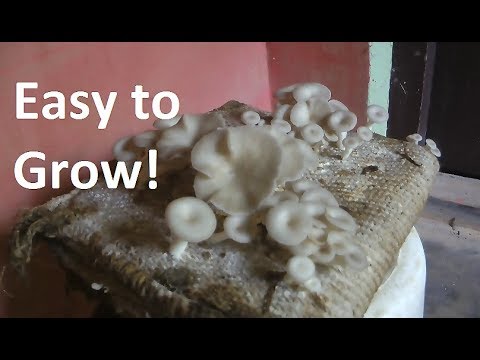 Slimming magsanay para sa 30 araw Kung ano ang kumain sa umaga upang mawalan ng timbang recipe