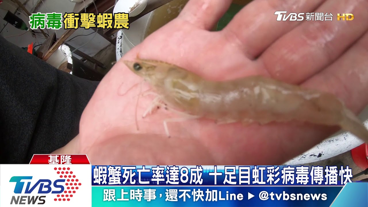 大陸「疫」波又起! 十足目虹彩病毒11省市中鏢