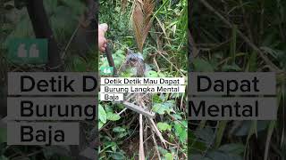 Download lagu Pikat burung Kacer #burung #kicauburunglovebird #kicaumania #burunglovebirds #burungkicau #lovebirdk mp3