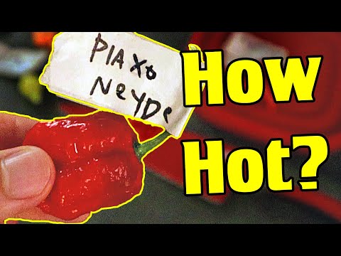 MILDEST TO HOTTEST: Can We Guess How Hot They Are? - Chili Pepper Reviews